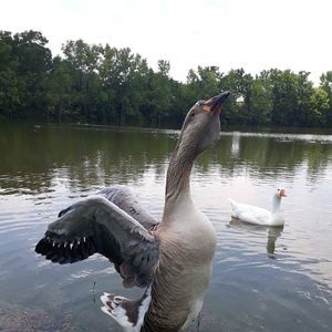 Meet your Posher, Dora